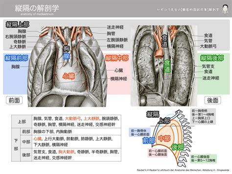 胸部位置|MDCTによる肺、縦隔、心臓の解剖 